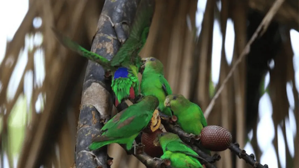 Colorful Sapphire Rumped Parrotlet