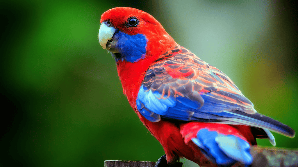 Crimson Rosella Habitat