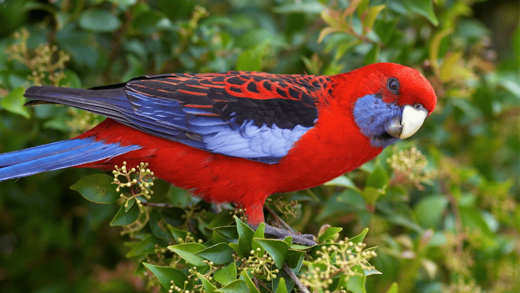 Crimson Rosella in its natural habitat