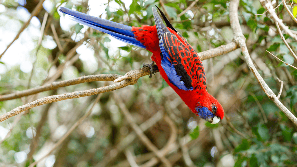 Crimson Rosella