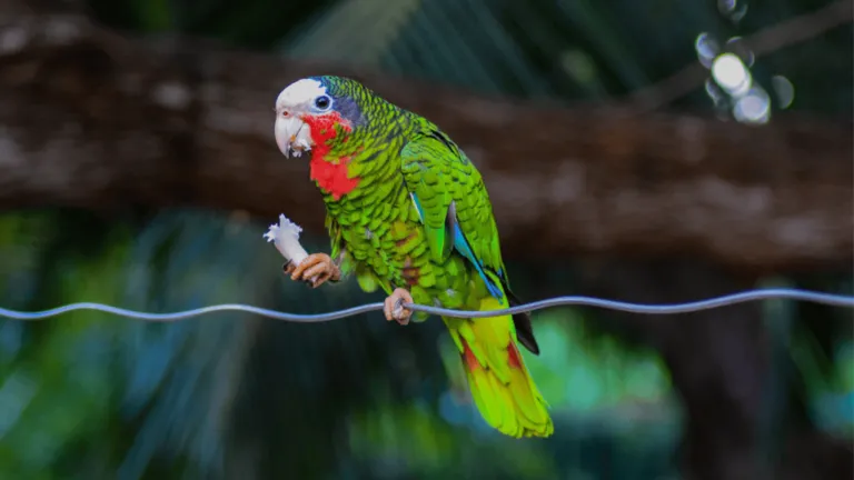 Cuban Amazon Parrot