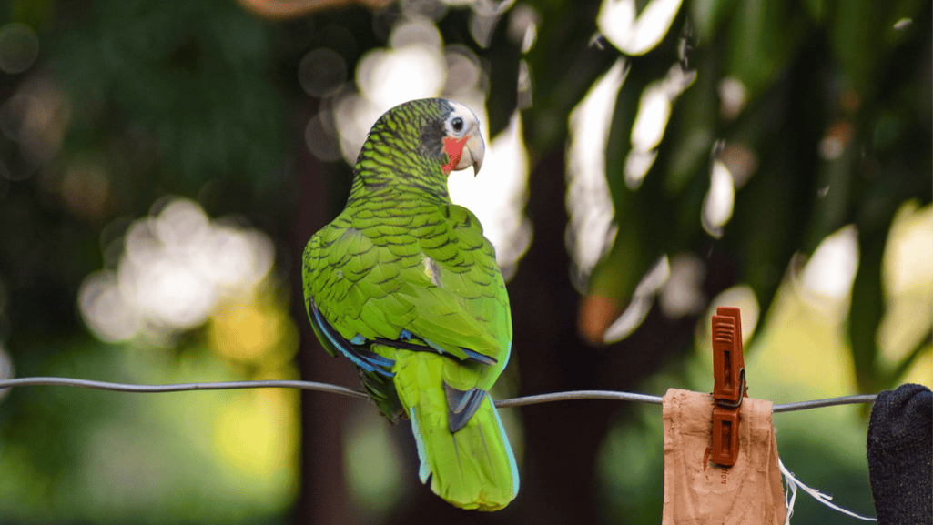 Cuban Amazon Parrot Vocalizing