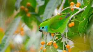 Double Eyed Fig Parrot