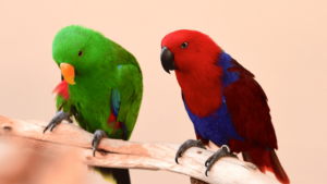 Eclectus Parrot