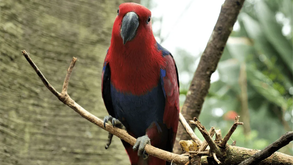 Eclectus parrot enjoying fresh fruits and vegetables