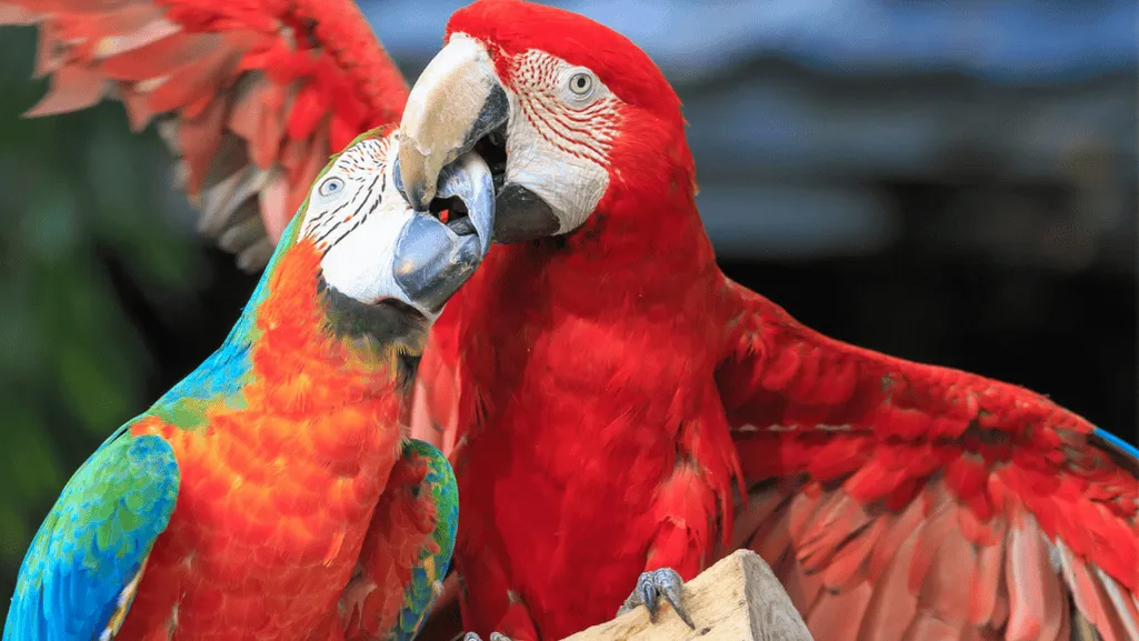 Endangered Red and Blue Macaw in flight Endangered Red and Blue Macaw in flight