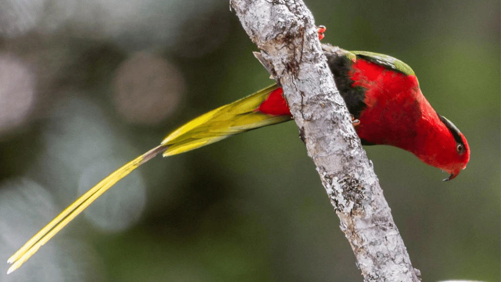 Exotic Bird Species in Papua New Guinea