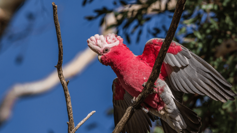 Galah Birds