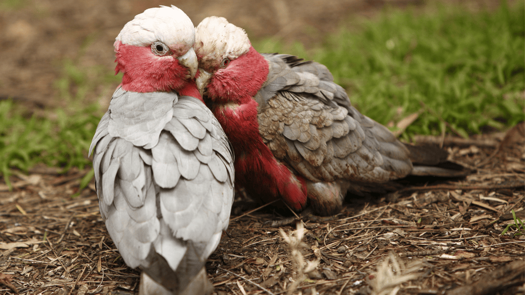 Galah birds as pets