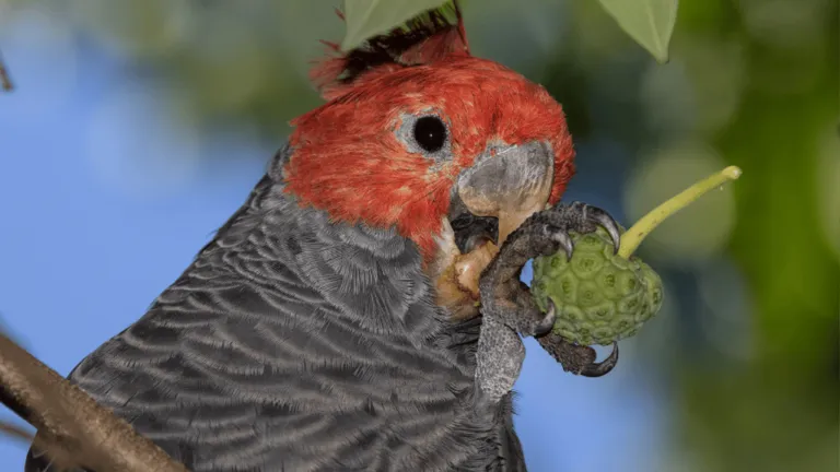Gang Gang Cockatoo
