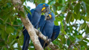 Hyacinth Macaw