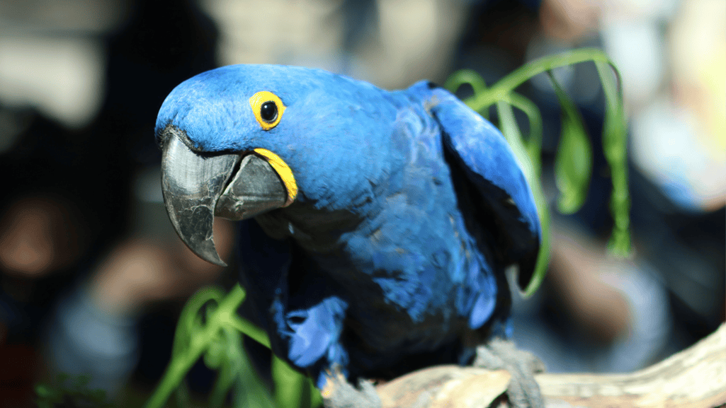 Hyacinth Macaw Care