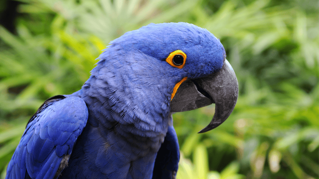 Hyacinth Macaw Conservation