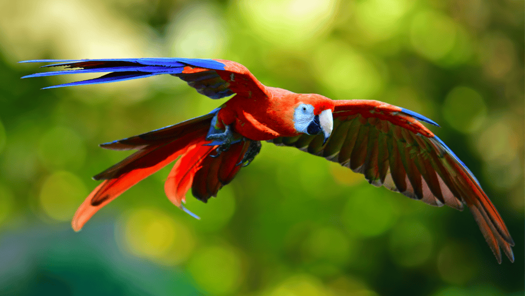 Macaw behavior in the wild