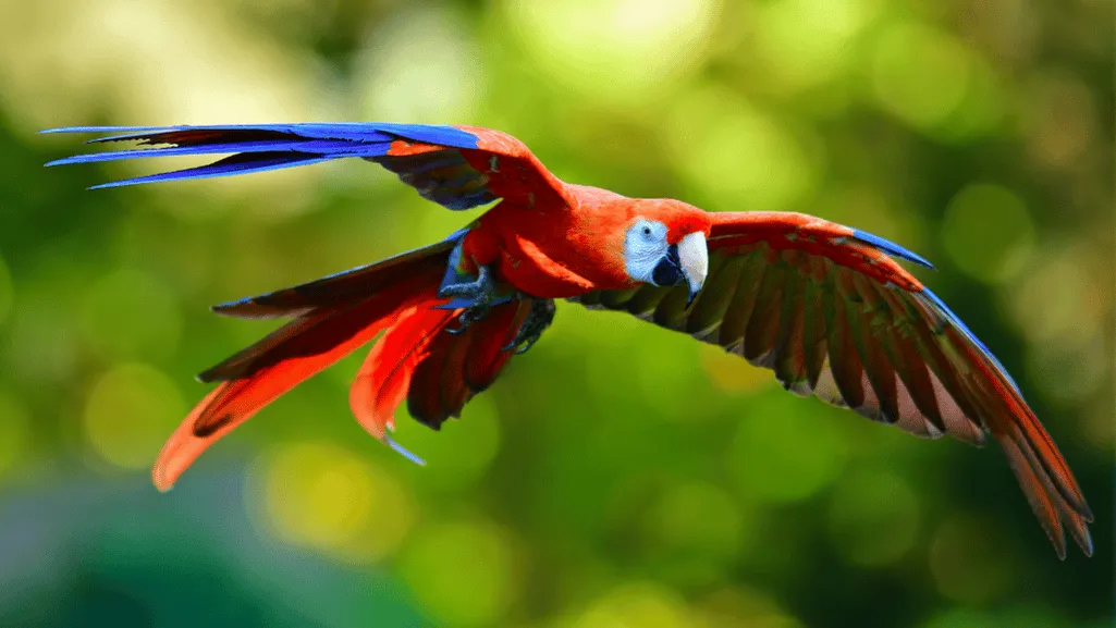 Macaw behavior in the wild Macaw behavior in the wild