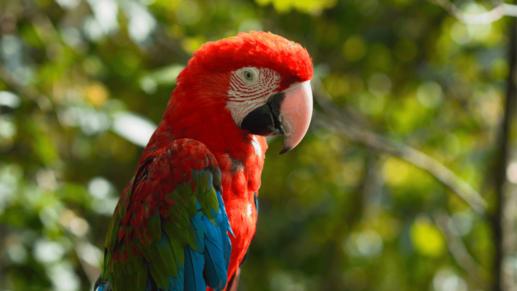 Macaw diet in the rainforest