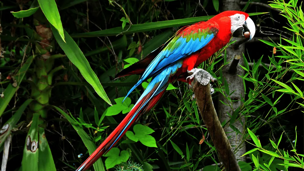 Majestic Red and Blue Macaw
