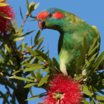 Musk Lorikeet