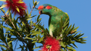 Musk Lorikeet