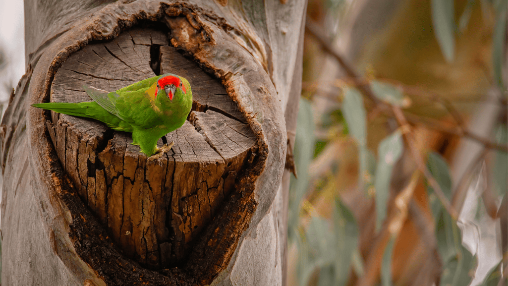Musk Lorikeet feeding on nectar