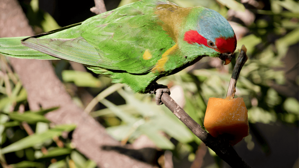 Musk Lorikeet in Eucalyptus Tree