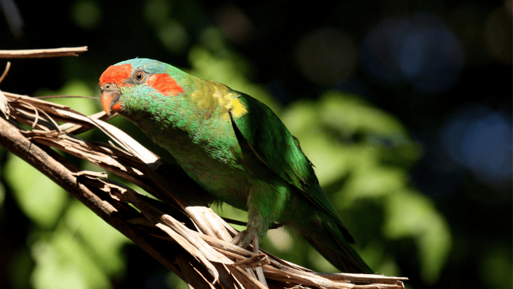 Musk Lorikeet size and subspecies differentiation