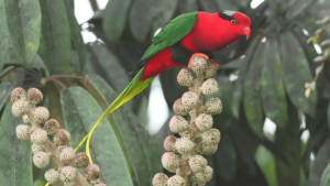 Climate Change Impact on Papuan Lorikeet