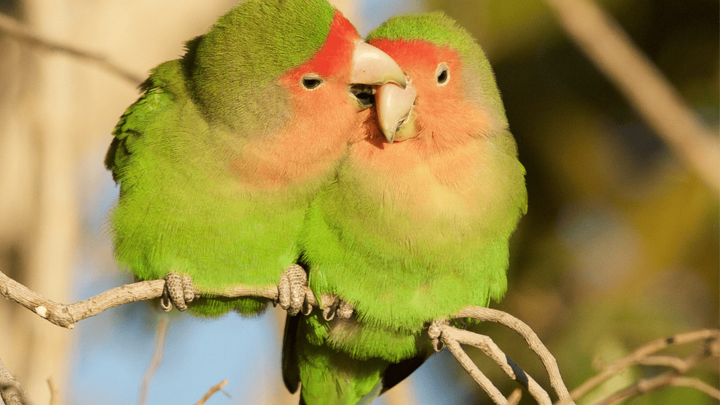 Peach Faced Parakeet color mutations