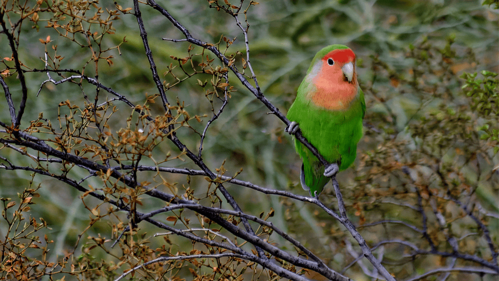 Peach Faced Parakeet