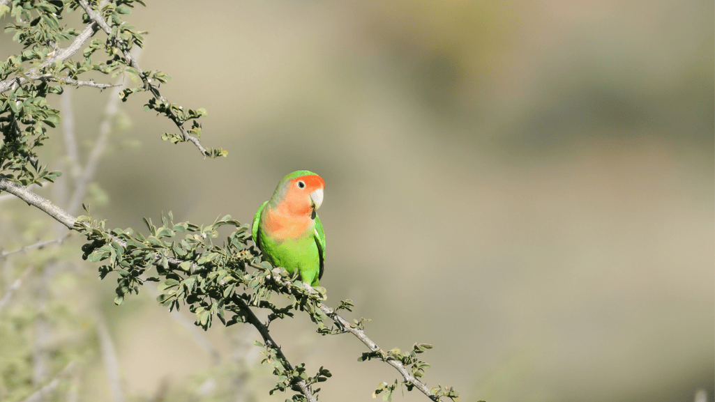 Peach faced parakeet diet and nutrition