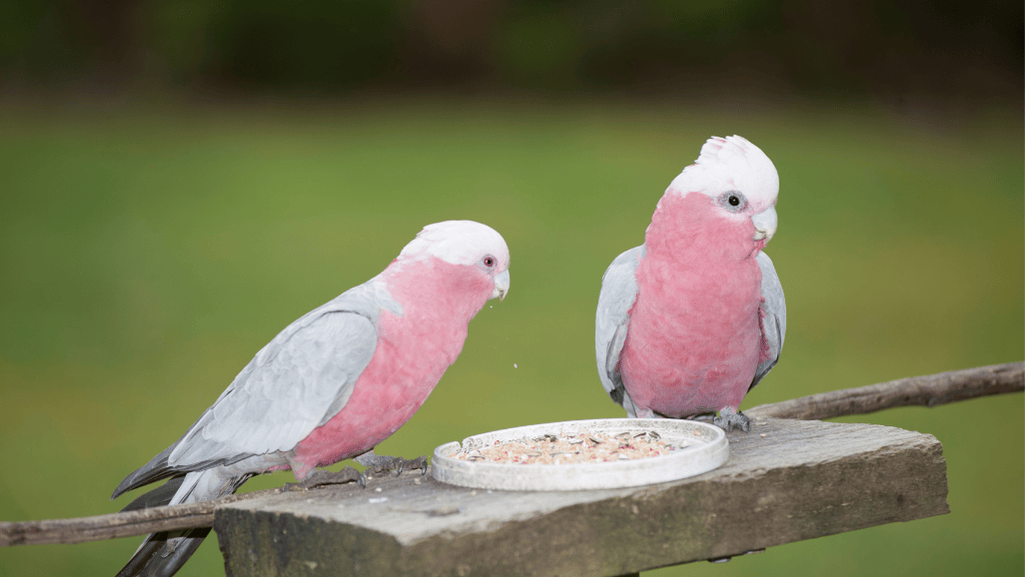 Pink and grey Galah bird