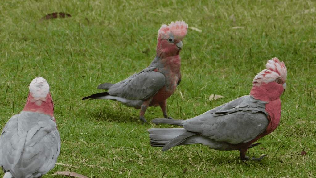 Playful bird companions Galah birds socializing
