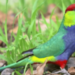 Red Capped Parrot