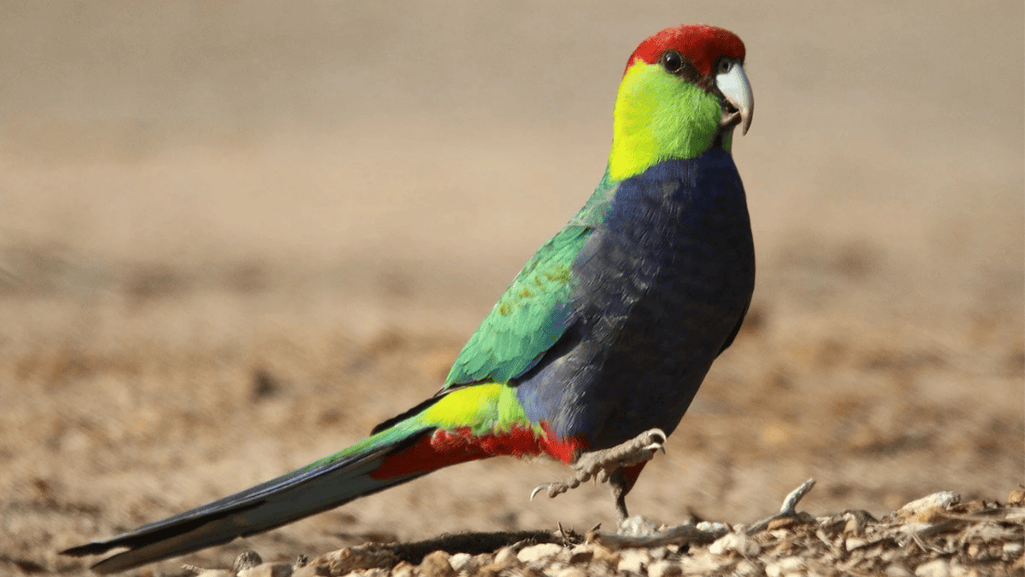 Red Capped Parrot in captive habitat