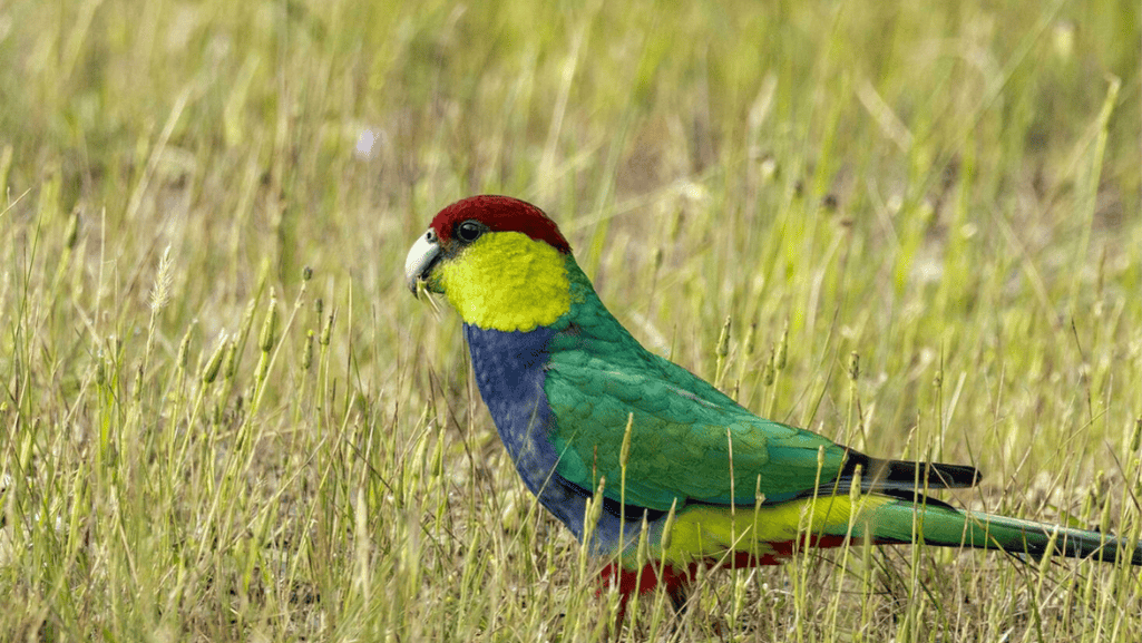 Red Capped Parrot in wild habitat