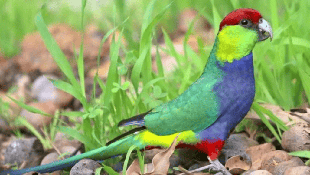 Red Capped Parrot