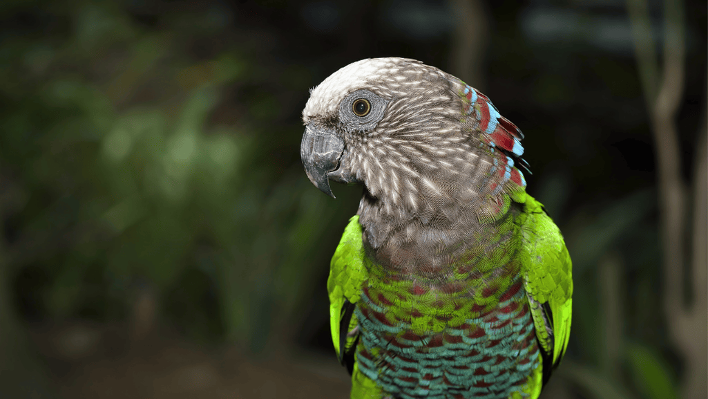 Red Fan Parrot Enrichment Activities