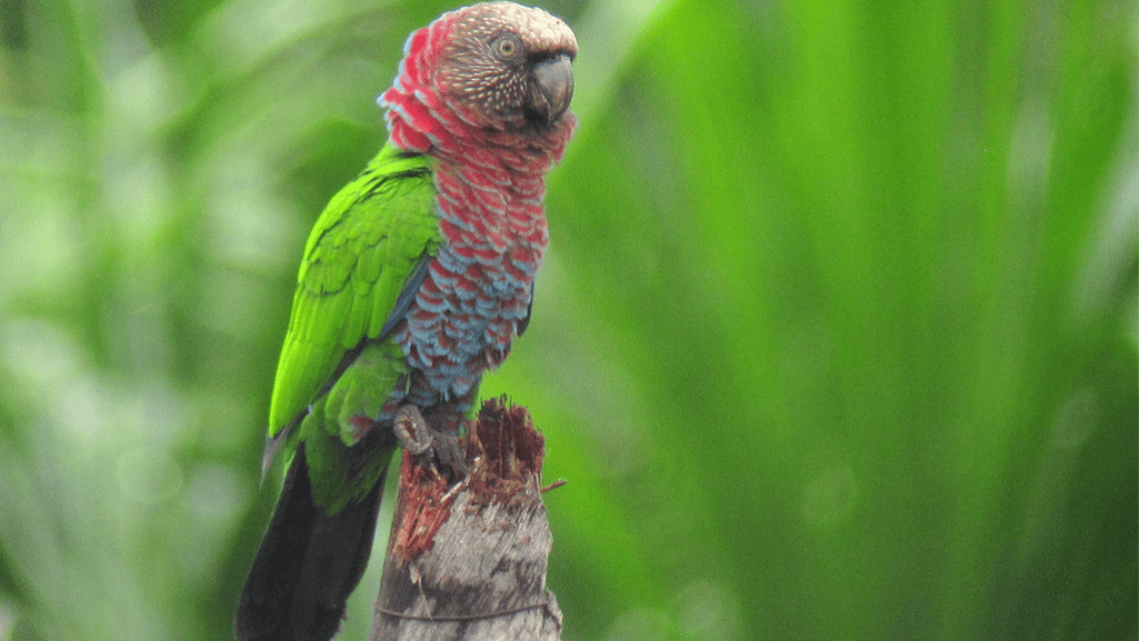 Red Fan Parrot Environment