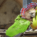 Red Fan Parrot Sanctuary