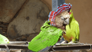 Red Fan Parrot Sanctuary