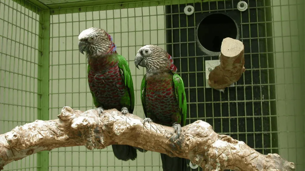 Red Fan Parrot Social Interaction Red Fan Parrot Social Interaction