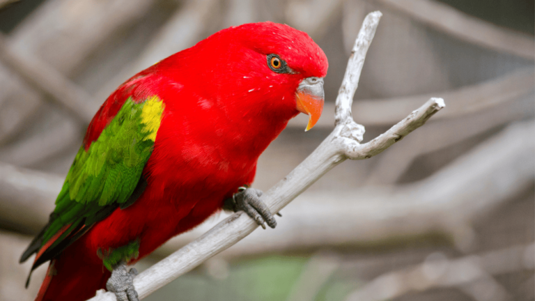 Red Lory