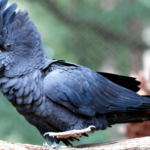 Red Tailed Black Cockatoo