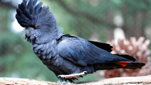 Red Tailed Black Cockatoo