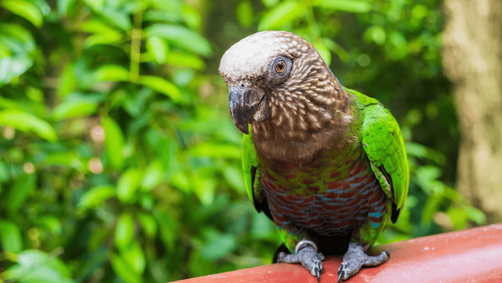 Red fan parrot available for adoption