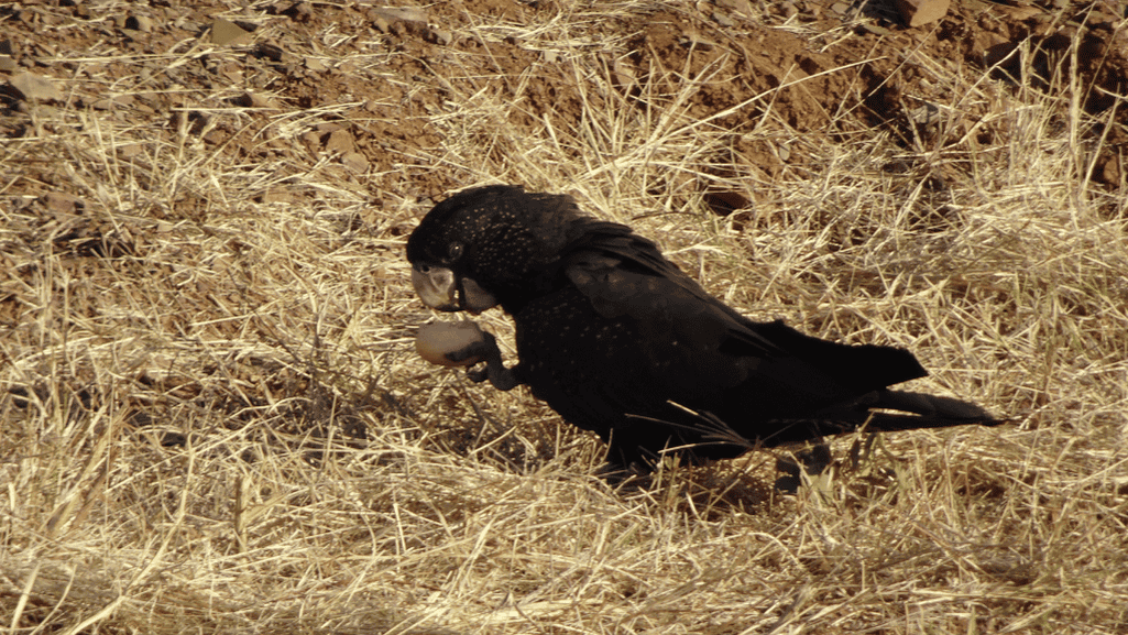 Red-tailed Black Cockatoo Feeding