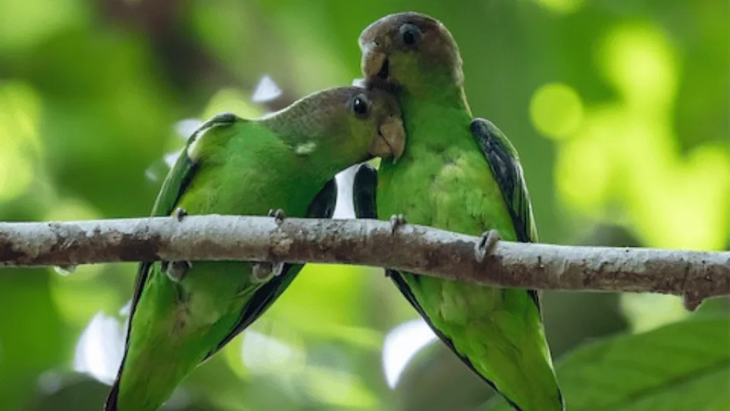 Sapphire Rumped Parrotlet Feeding