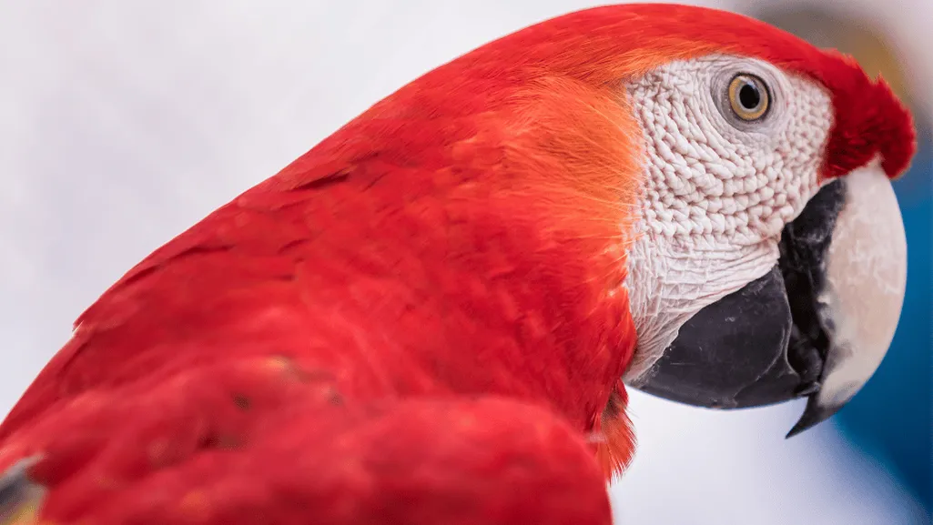 Vibrant feather colors of red and blue macaws Vibrant feather colors of red and blue macaws