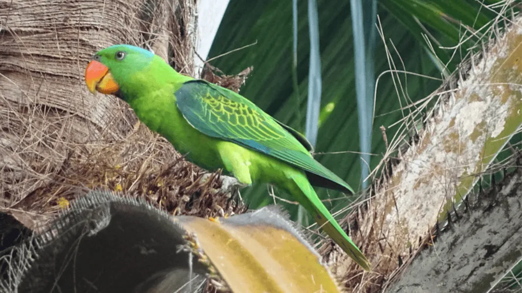 blue naped parrot behavior