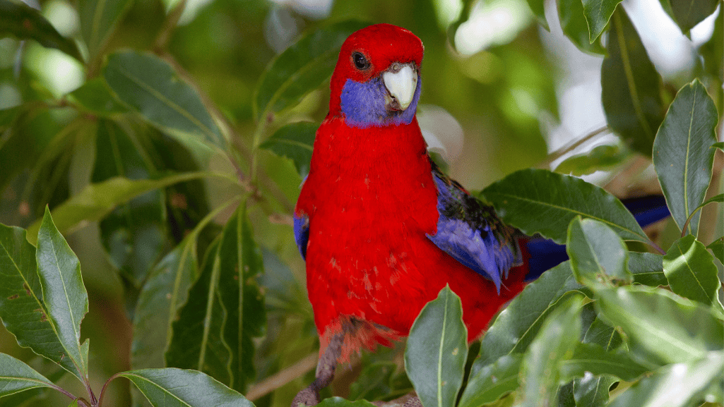 bright red plumage of Crimson Rosella